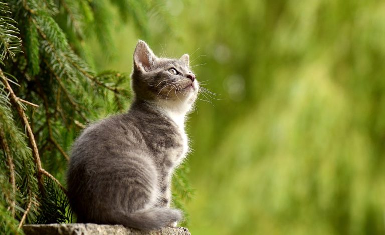 Škrabadla a odpočívadla pro kočky – jaká je nezbytná výbava pro kočku?