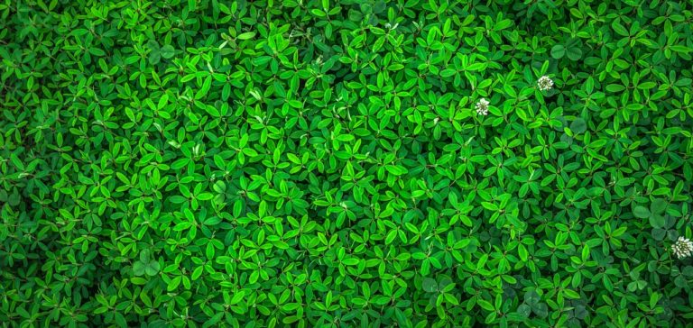 Zelené stěny zkrášlí váš domov