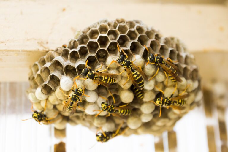 5 důvodů, proč byste neměli podceňovat vosí hnízdo u domu!
